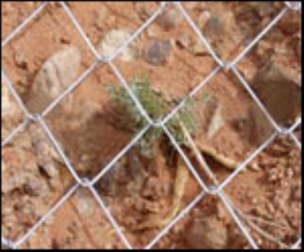  Chain Link Fence